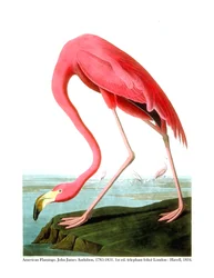 American Flamingo, 1834